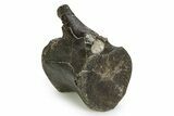 Cretaceous Fossil Iguanodon Vertebra - Isle of Wight, England #351247-2